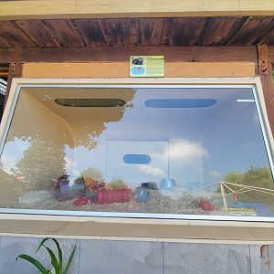 Lupa Zoo - Domestic ferret