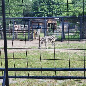 Lupa Zoo - Plains zebras, signed as grevy's