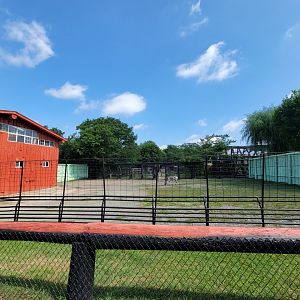 Lupa Zoo - Plains zebras, signed as grevy's
