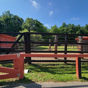 Lupa Zoo - Bison (didn't see)