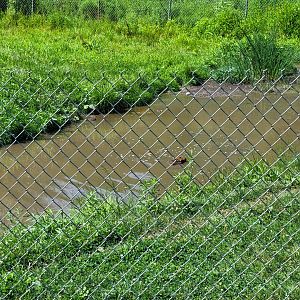 Lupa Zoo - Capybara rolling in the water