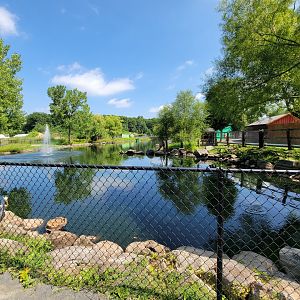 Lupa Zoo - Swan pond