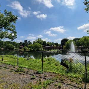 Lupa Zoo - Swan pond