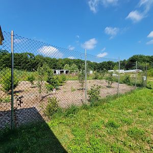 Lupa Zoo - Young trees and empty trailers