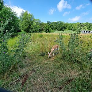Lupa Zoo - Fallow deer