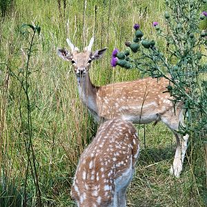 Lupa Zoo - Fallow deer