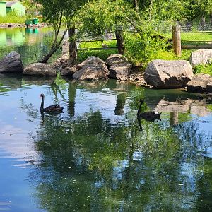 Lupa Zoo - Black swans