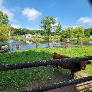 Lupa Zoo - Cow, incorrectly signed as Scottish highland