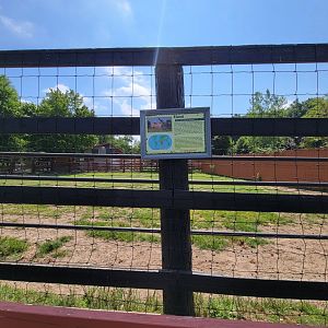 Lupa Zoo - Common eland (they were in the next yard)