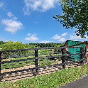 Lupa Zoo - Emu, male ostrich