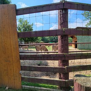 Lupa Zoo - Common eland