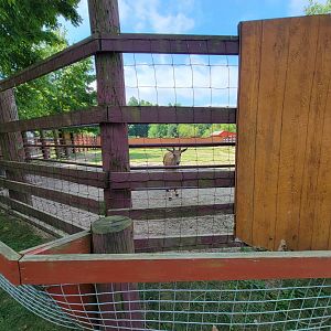 Lupa Zoo - Eland calf