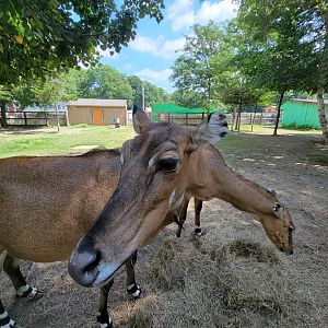 Lupa Zoo - Nilgai
