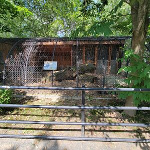 Lupa Zoo - Red fox, silver color