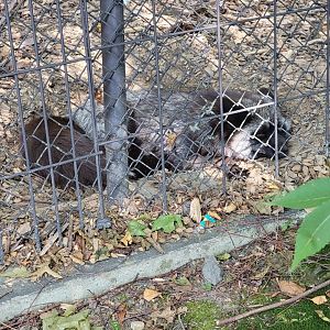 Lupa Zoo - Red fox, silver color