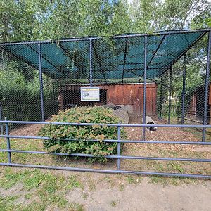 Lupa Zoo - More silver foxes