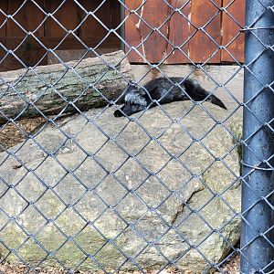 Lupa Zoo - Silver fox