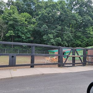 Lupa Zoo - Fallow, sika deer on other side of parking lot