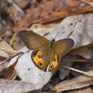Common Brown Ringlet