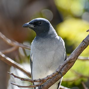 Black-faced Cuckoo-shrike