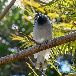 Black-faced Cuckoo-shrike
