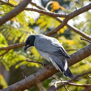 Black-faced Cuckoo-shrike