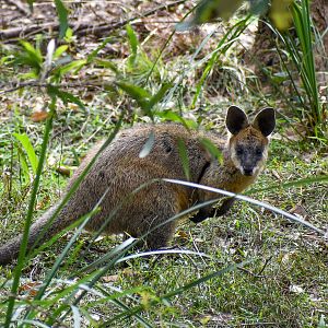 Swamp Wallaby