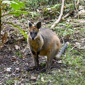 Swamp Wallaby
