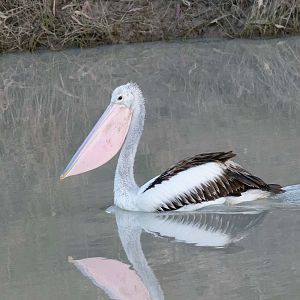 Australian Pelican