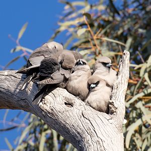 Black-faced Woodswallows