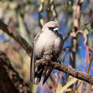 Black-faced Woodswallow