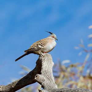 Crested Pigeon