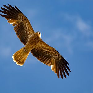 Whistling Kite