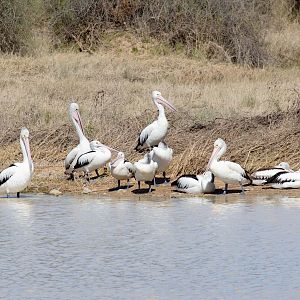 Australian Pelicans