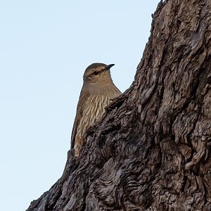 Brown Treecreeper