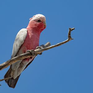 Galah