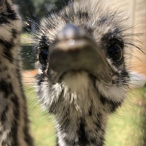 Emu (Dromaius novaehollandiae)
