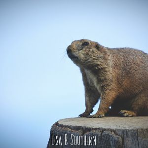 Prairie Dog