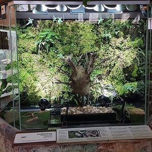 Tropical house - ant exhibit
