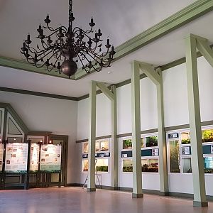 Amfibias and reptiles of Latvia