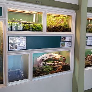 Amfibias and reptiles of Latvia