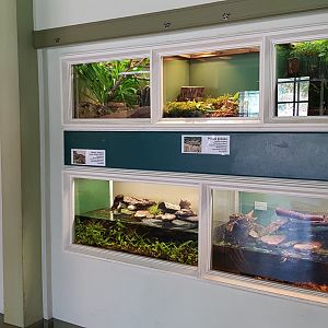 Amfibias and reptiles of Latvia