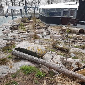 Eurasian otter exhibit