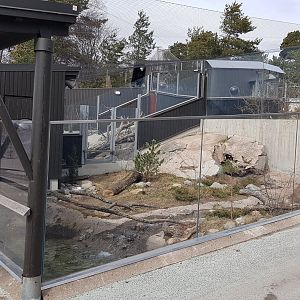 Eurasian otter exhibit