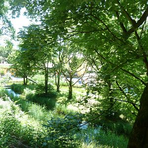 White-handed gibbon island