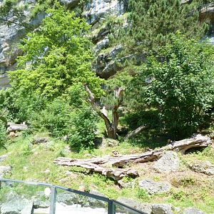 European brown bear enclosure