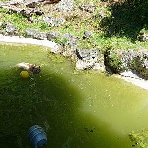 European brown bear - Ursus arctos arctos