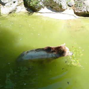 European brown bear - Ursus arctos arctos