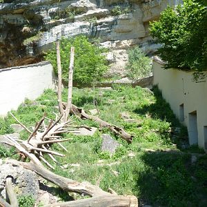 European wolverine enclosure