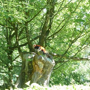 Nepalese red panda - Ailurus fulgens